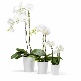 Ecopots-Morinda-Pure-White-runder-Blumentopf-Orchidee-Deko