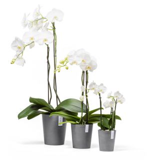 Ecopots-Morinda-Grau-Orchidee-Innenbereich
