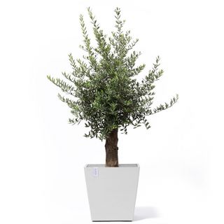 Ecopots-Pflanzkübel-mit-Rollen-kleiner-Baum-Pure-White-Innenbereich-Außenbereich-nachhaltig