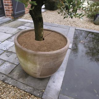 Kokosscheibe-Pflanzenschutz-nature-Gartenpflege-Olivenbaum
