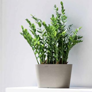 Ecopots-Tokyo-Taupe-Blumentopf-30-kleine-Pflanze
