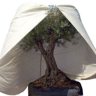 winterschutz-olivenbaum-mediterran-350-cm-x-o250-cm