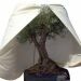winterschutz-olivenbaum-mediterran-350-cm-x-o250-cm